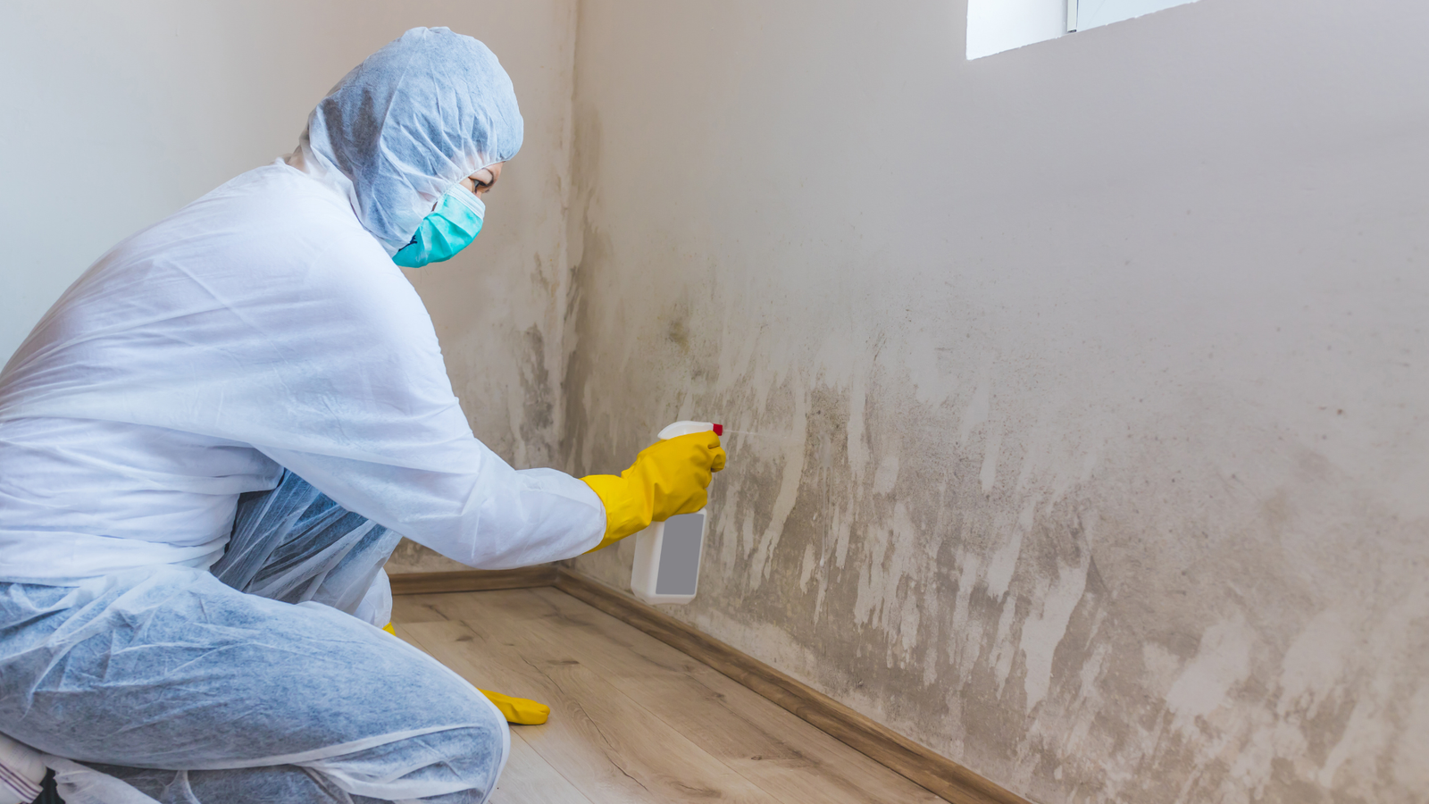 Mold Remediation in La Marque, TX