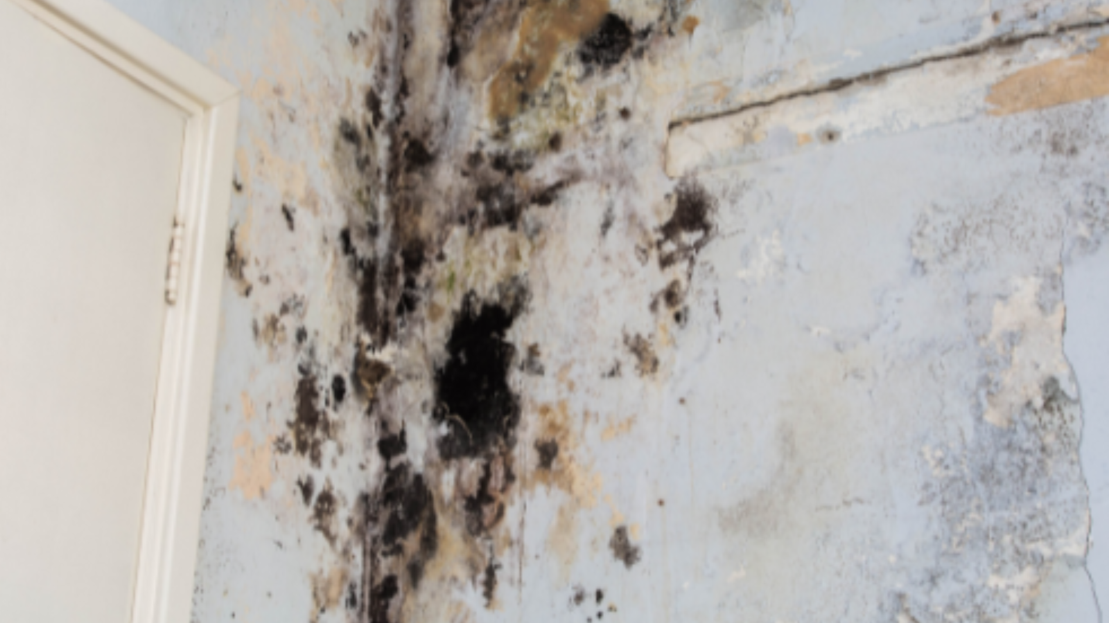 Mold Remediation in Bacliff, TX