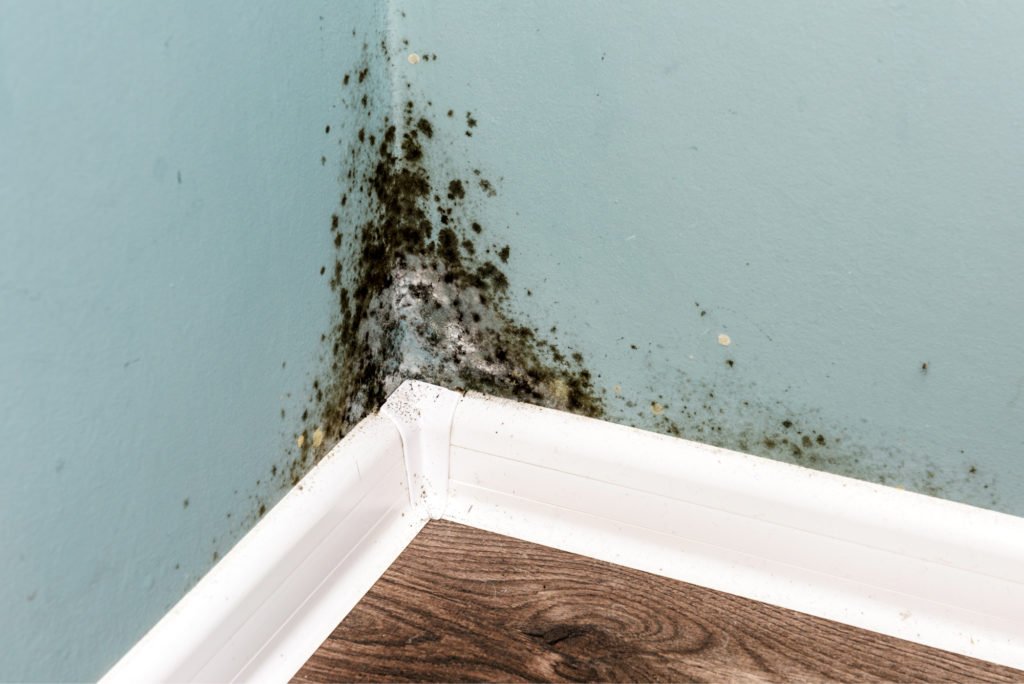 How To Prevent Mold in The Most Likely Places