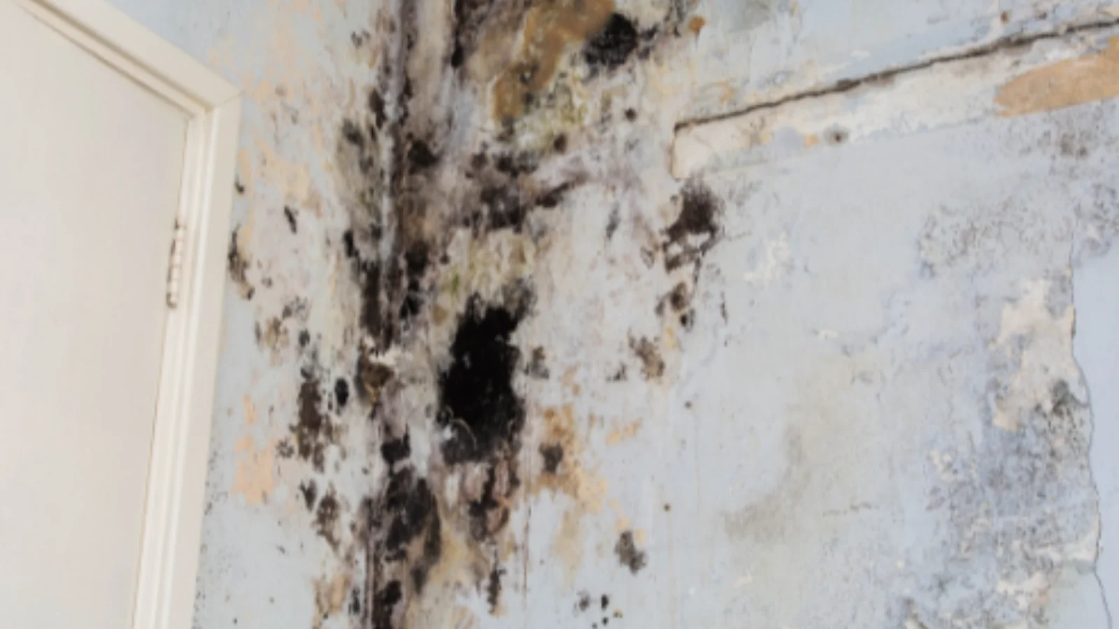 Mold Removal La Marque